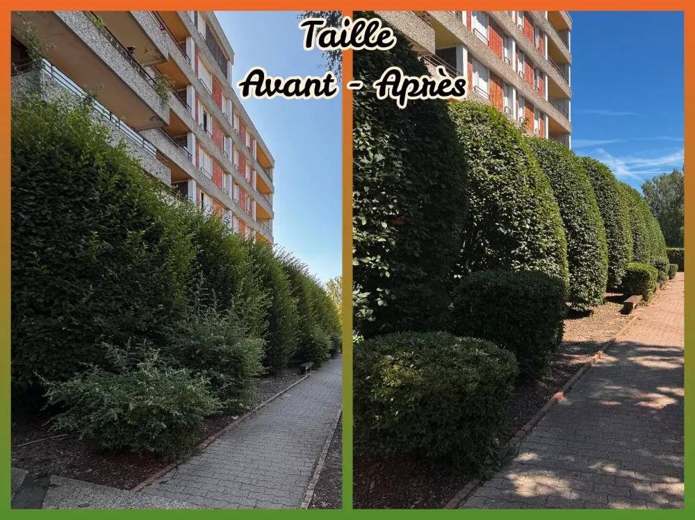 taille arbustes près de Cergy