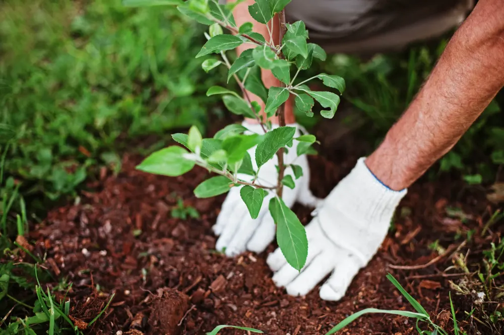 plantation d'arbuste