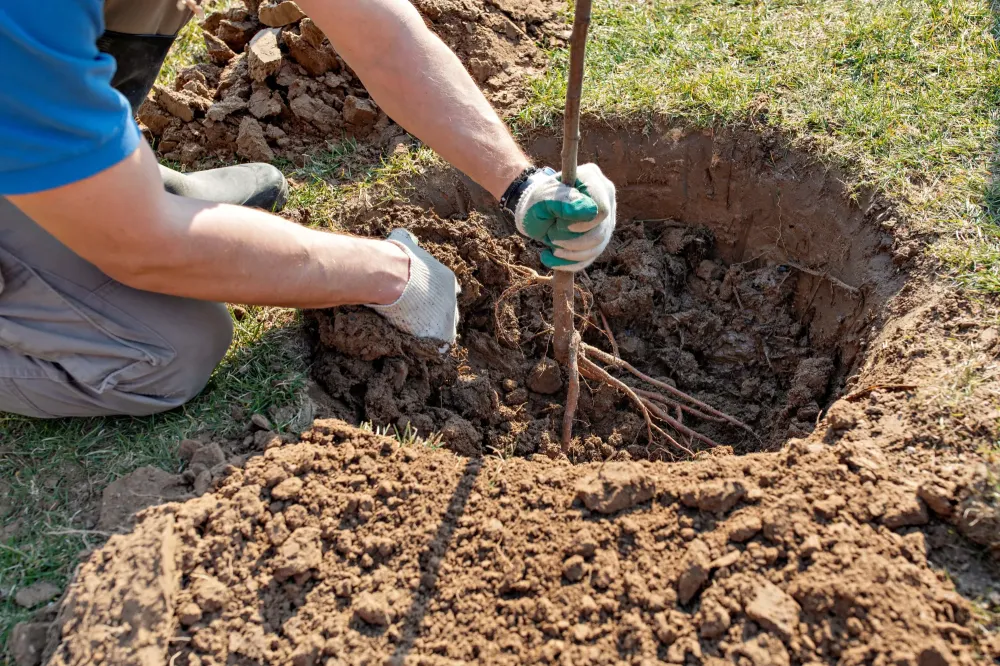 plantation d'arbre