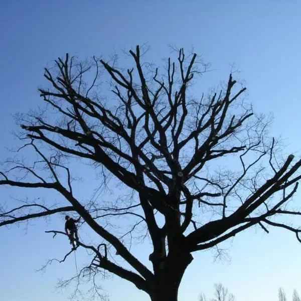 élagage d'arbre
