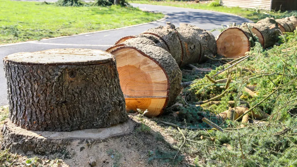 abattage arbre près de Cergy