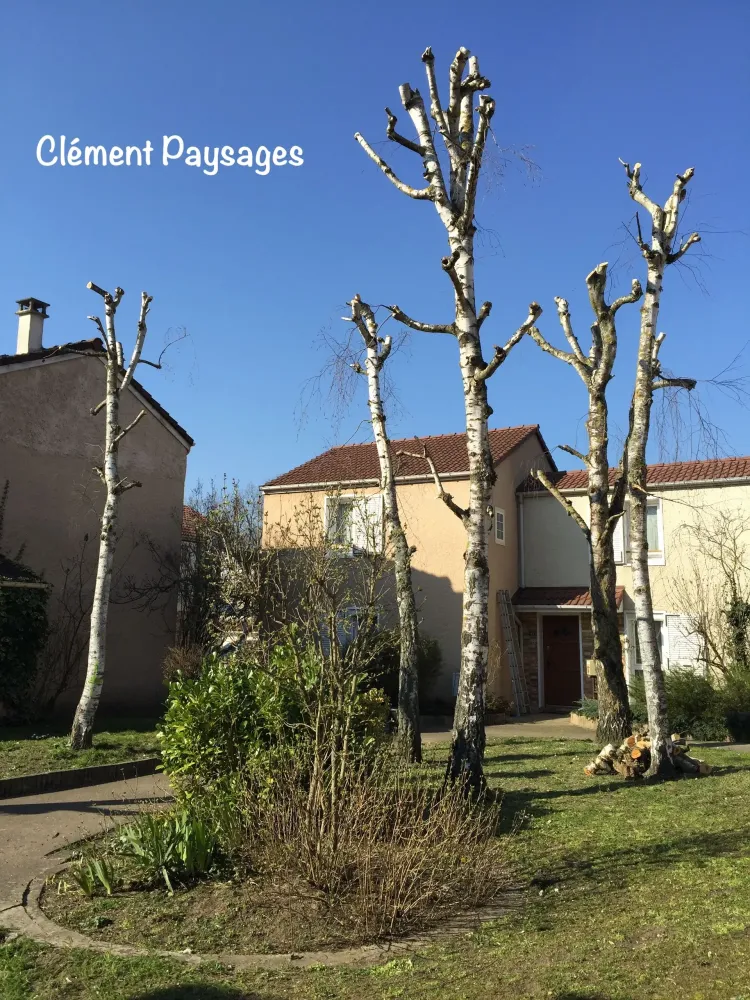 elagage et abattage (2)
