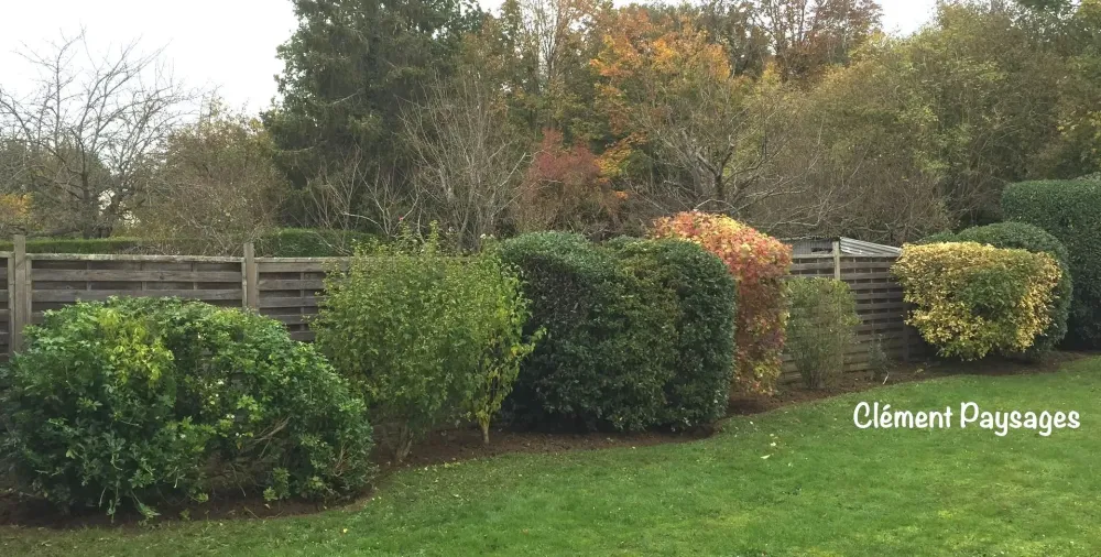 taille de buisson et haies